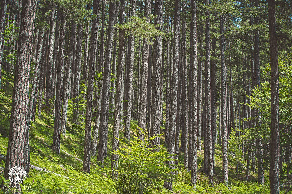 Hiking Arkoudorema