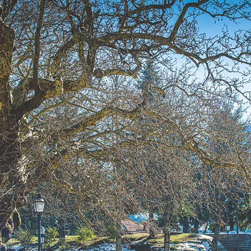 Photos from Metsovo