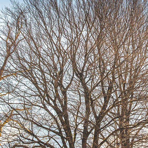 Φωτογραφίες από το Μέτσοβο